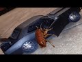 Top 5 cockroach