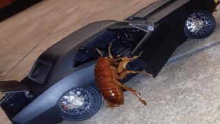 Top 5 Cockroach by squewe 1,070,112 views 1 month ago 57 seconds