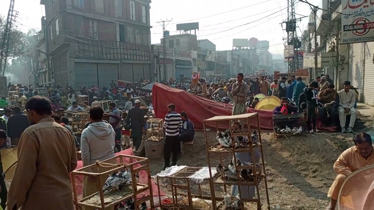 اج پھر دوستوں کو لاری اڈا منڈی میں شوق کروائیں گے