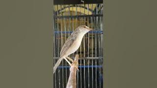 Burung prenjak sawah(ciwah/klik-klik)