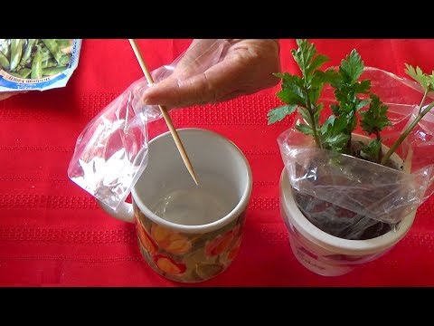 Seed Starting HACK Like NO Other! Grow in Plastic Bag w/Coffee Cup-Can-Flower Pot  Plants & Cuttings