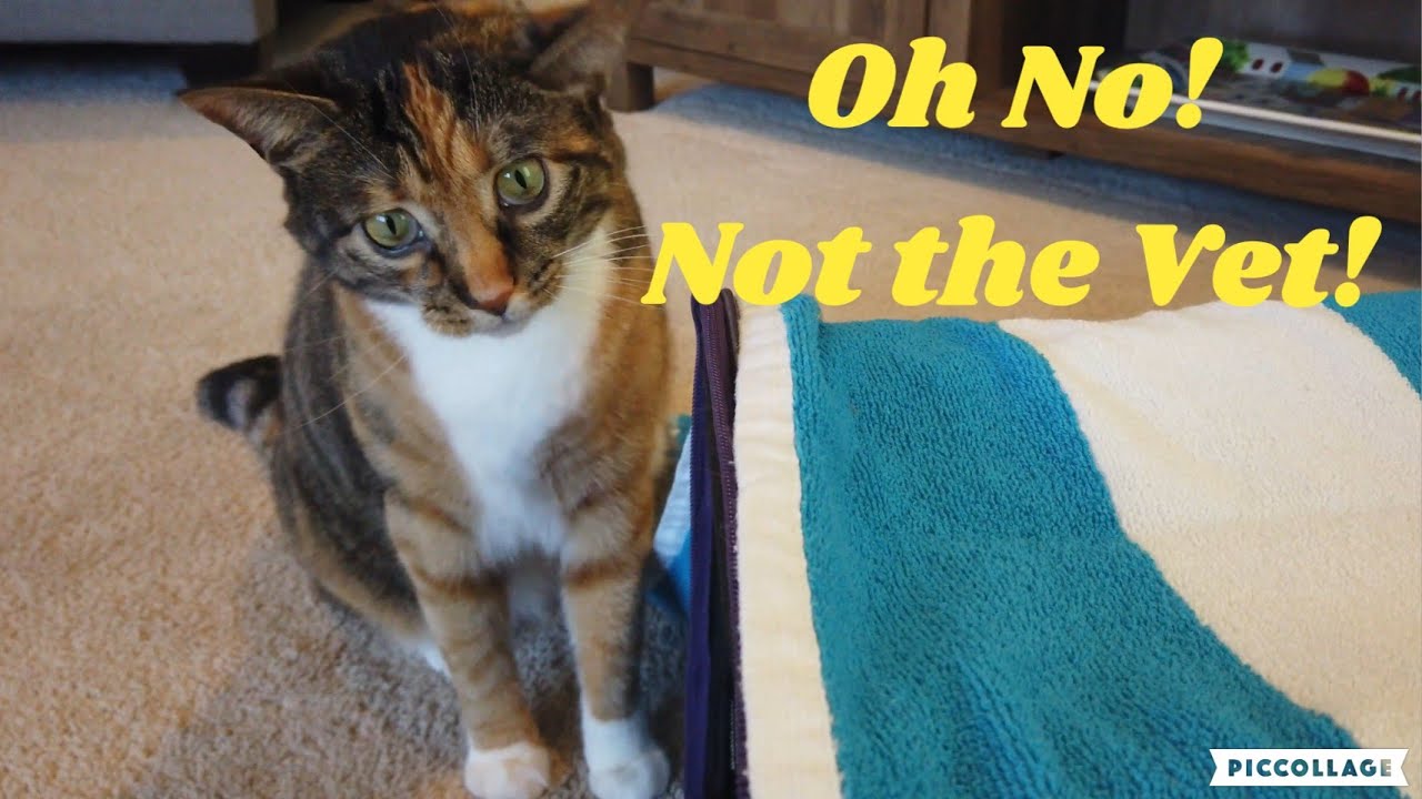 Cats get prepared for their vet visits