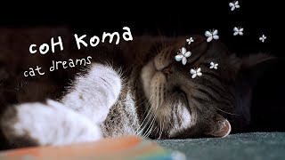 сон кота / cat dreams