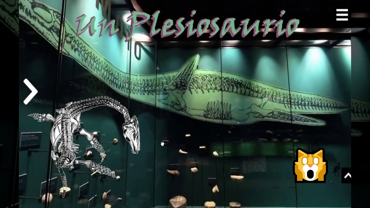 🐱‍🐉 ¡Un plesiosaurio! | Visita virtual al Museo de Historia Natural de Concepción