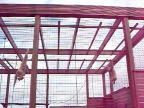 Isle of Wight Owl & Monkey Haven - Somer & Rasmaya - Lar Gibbons