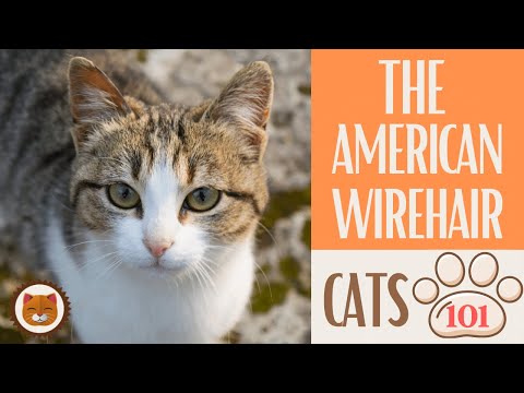 วีดีโอ: American Wirehair