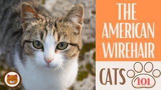 🐱 Cats 101 🐱 AMERICAN WIREHAIR - Top Cat Facts about the AMERICAN WIREHA #KittensCorner