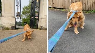 Dog Doesnt Want To Go Home From Park