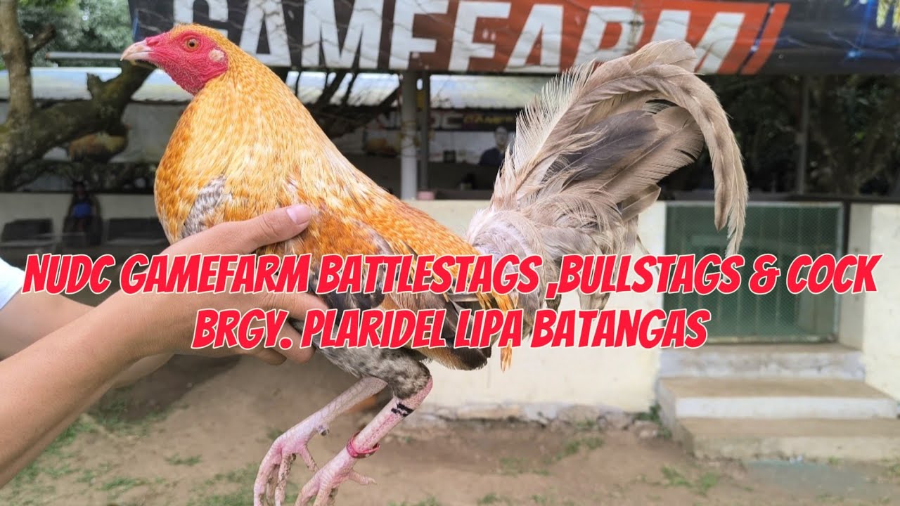 NUDC battle stags & Bullstags & Cocks