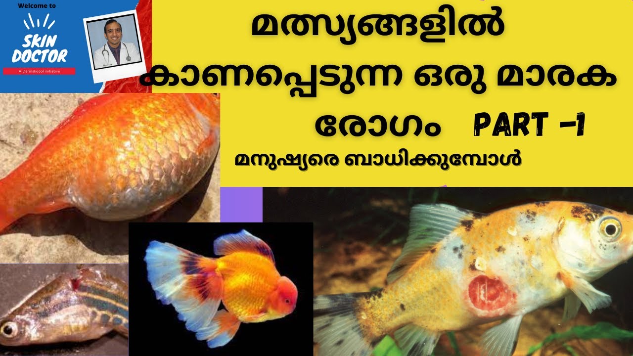 Fish tank granuloma malayalam/മത്സ്യങ്ങളിൽ കാണപ്പെടുന്ന ഒരു മാരകരോഗം