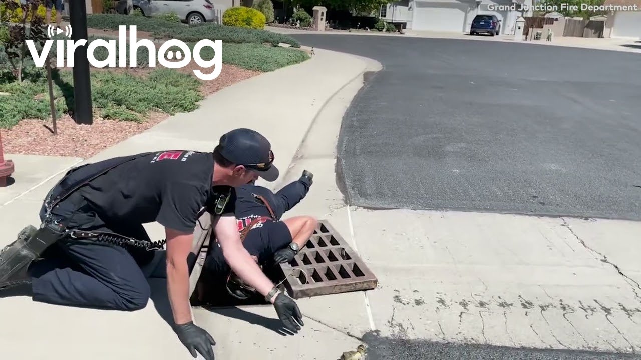 Fire Department Rescues Ducklings From Storm Drain || ViralHog - YouTube