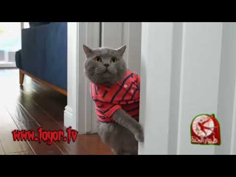 Cat De Esta Semana Toyor Al Janah