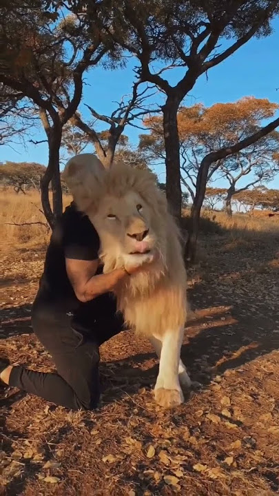 Dean saying goodbye to lion pride 🦁🥹🙁#lions #wild #lionpride #cute #pets #lovely #cuddle #cuddling