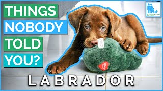 Things Nobody Told You About Owning a Labrador? - Vet Dr Alex by Responsible Pet Breeders Australia - RPBA Reviews 338 views 2 weeks ago 7 minutes, 20 seconds