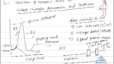 Nervous system-1 at www.simplylearnt.com