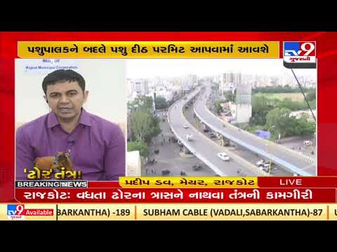 Rajkot mayor Pradeep Dav's wake up call over stray cattle nuisance |Rajkot |TV9GujaratiNews