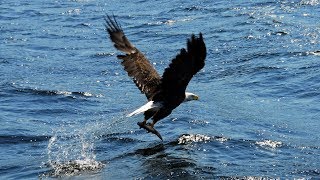 Ian & Sylvia - Last Lonely Eagle (Lyrics)  [HD]