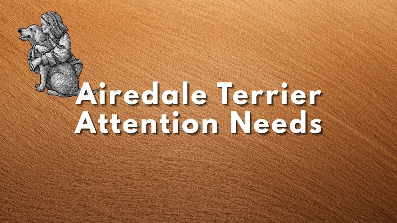 Airedale Terrier   Attention Needs