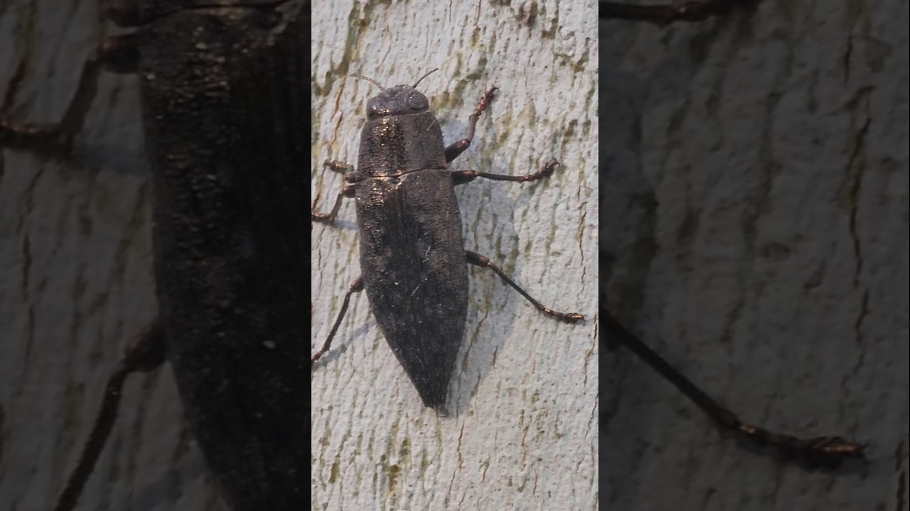 A Hickory Jewel Beetle (Dicerca lurida)