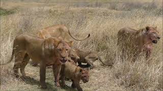 Africa Tanzania Lions devour carcass.