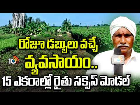 Farmer Success Story | రోజూ డబ్బులు వచ్చే వ్యవసాయం.. 15 ఎకరాల్లో రైతు సక్సెస్ మోడల్ | Matti Manishi - 10TVNEWSTELUGU