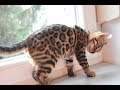 6 reasons to buy a Bengal cat