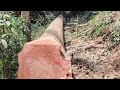 Proses tebang pohon yang sangat membahayakan