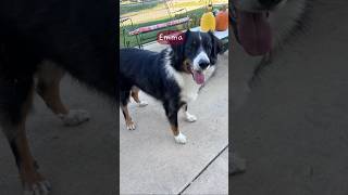 Scrapbooking with Emma!! #puppy #trending #funny #fyp #shorts #viral