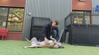 Adopt Gizmo at Seattle Humane