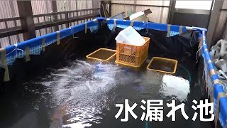 水漏れする巨大ビニールプール池【PVC池】