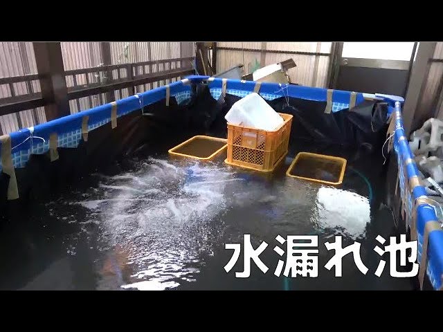 大型池❗️横3メートル❗️水抜き有り❗️ 水漏れする巨大ビニールプール池【PVC池】 - YouTube
