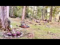 Stockholm Walks: Pet cemetery of Djurgården. Relaxing nature walk, getting lost in the forest