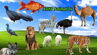 CUTE 50 ANIMALS Name and Sound | English to Hindi | 50 जानवरों के नाम और आवाज | अंग्रेजी से हिंदी |