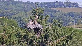 Tz Video 2019 06 26 111100 Kate Lands On Lower Limb Goes Up To Nest No Food Follow Me To Food