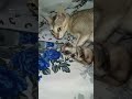 Cute kittens 🐱🍼#cute #like #love