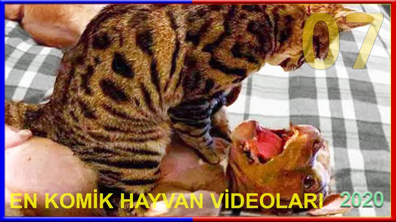 😻Kediler🐶Köpekler →En Komik Evcil Hayvanlar Eğlenceli Kedi ve köpek