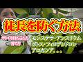 【サトイモ科の植物】育て方・特徴|○○を与えると徒長しなくなる⁉