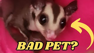 DON'T GET A SUGAR GLIDER ! experience review with gliders, is it worth it?