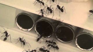 27 06 2012 Camponotus singularis 3