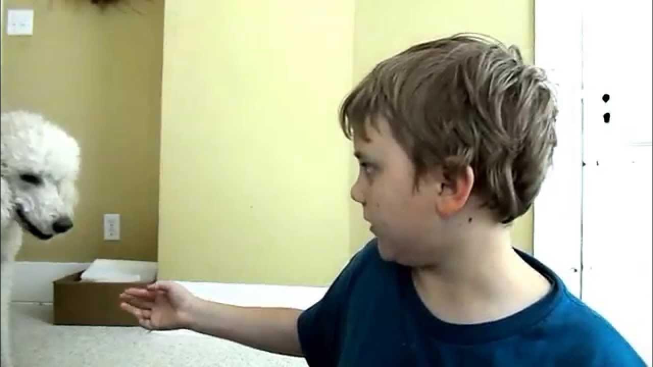 How to tell if your dog is having contractions YouTube