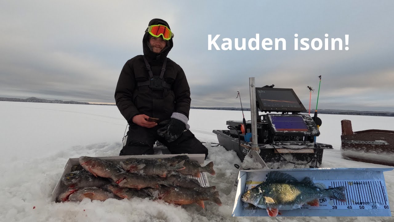 Puruvedeltä isompaa ahventa | Tummalta saimaalta hyvin ruokakalaa!