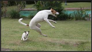 Africanis dog Compilation and Mix by Animal & Wildlife TV 307 views 2 years ago 3 minutes, 14 seconds
