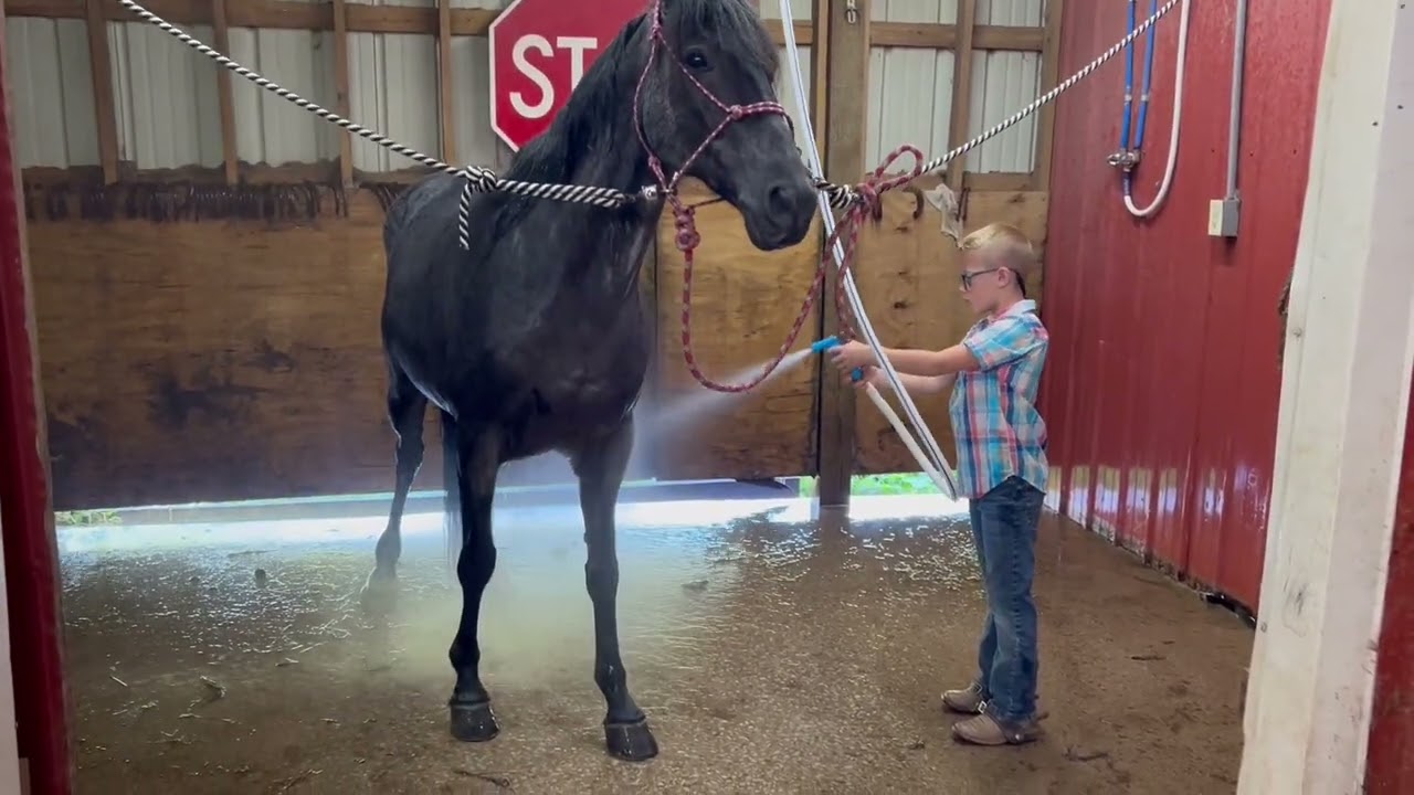SOLD!!! Jasper ￼Blue Roan Gelding - YouTube