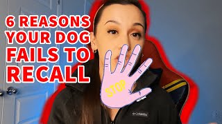 Celebrity 6 Reasons Why Your Dog Fails to Recall Back to You Wealth