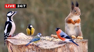 🔴24/7 LIVE CAT TV NO ADS 😺 Beautiful Birds and  Cutest Squirrels for Cats & Dogs to Watch and Slap