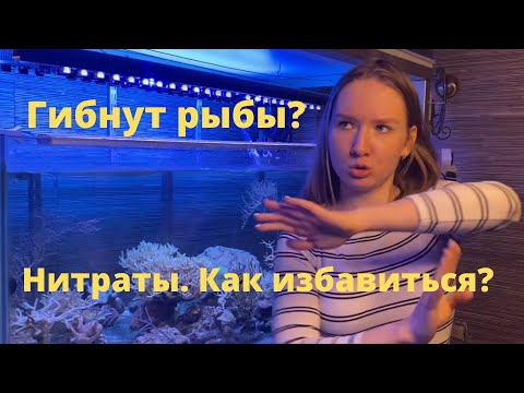 Нитраты. Основная причина массовых вымираний рыб.