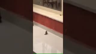 Kalbi Duran Kuşu Başka Bir Serçe Kuşu Bakın Nasıl Hareketlendirdi