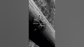 Spectacular Resilience: Weaving the Web of Success