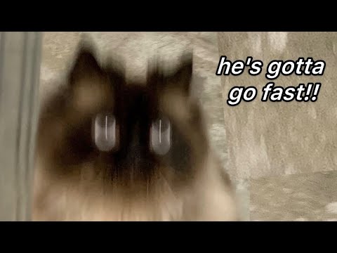 silly cat loves to run - Noodle skidoodle compilation