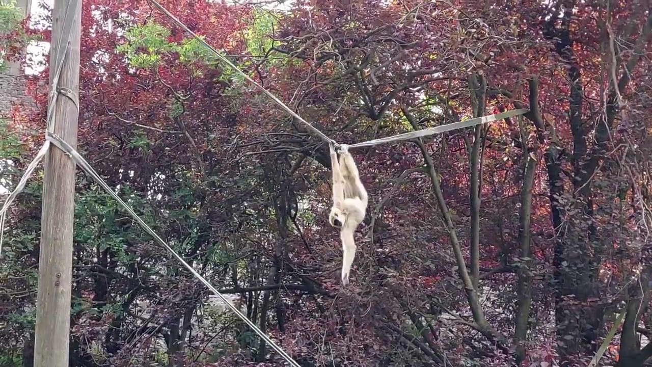 Gibbon ACROBAT. The LONGEST hands in the world?